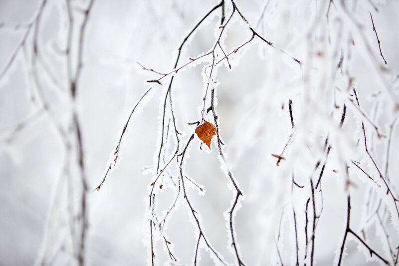 Frost-covered Branch with Leaf — White