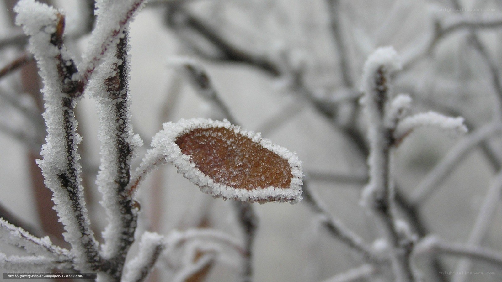 frost-covered branch with leaf