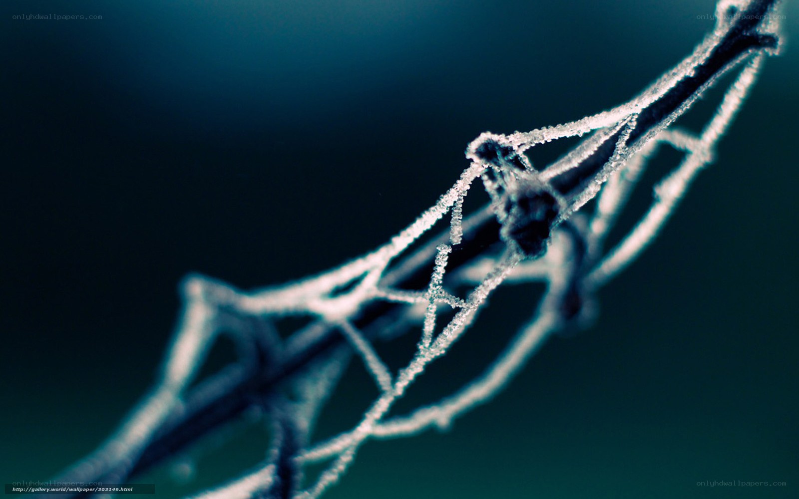 Frost-covered branch