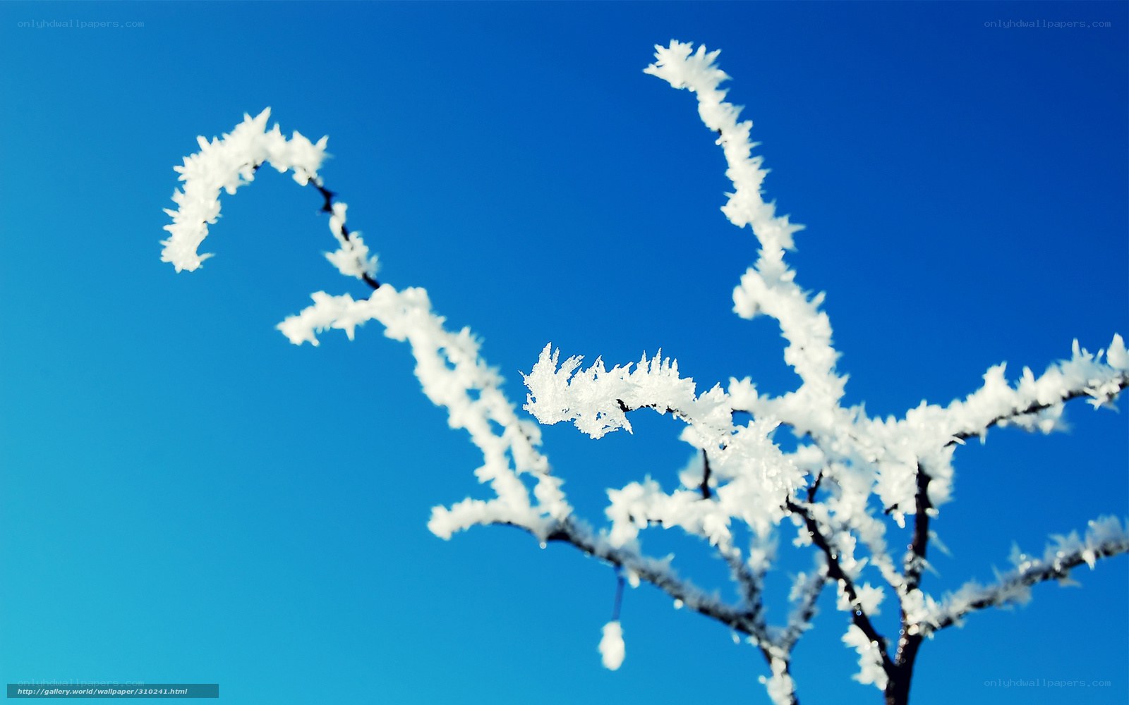 Frost-covered branches against blue sky