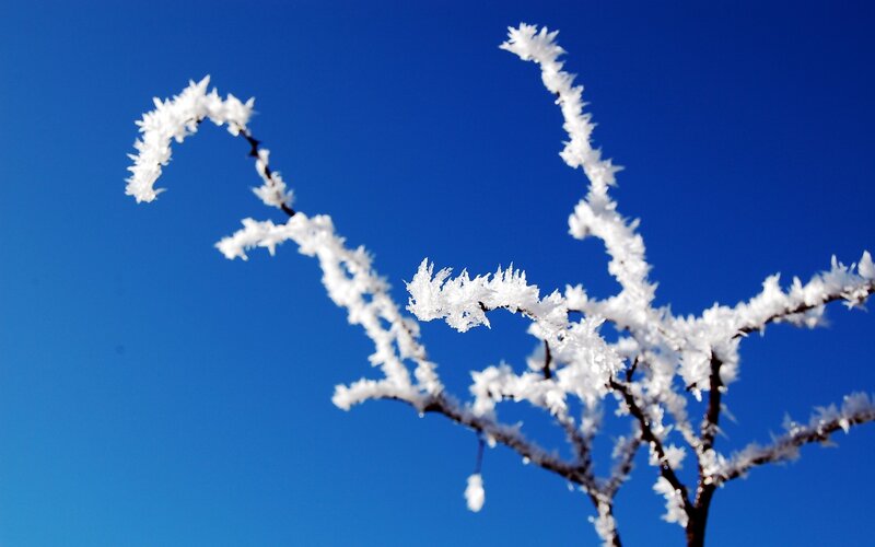 frost-covered branches against blue sky