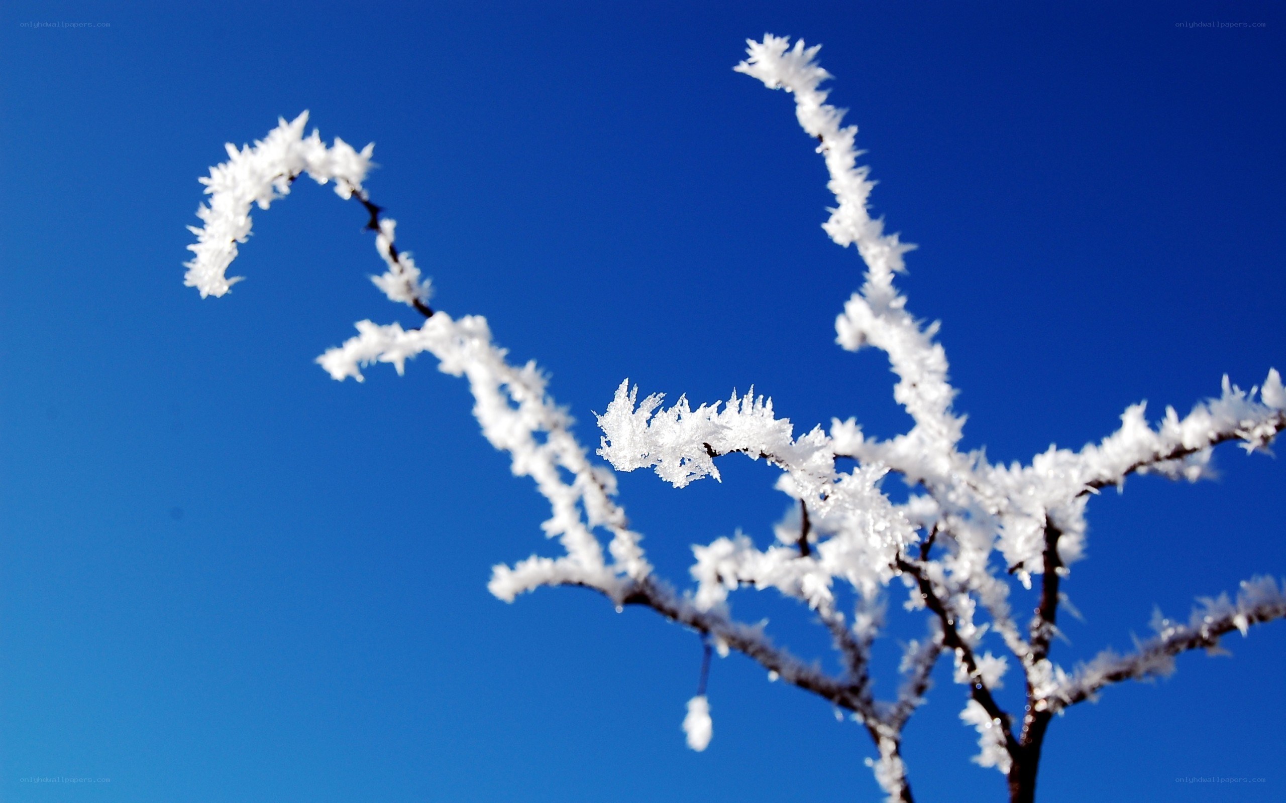 frost-covered branches against blue sky