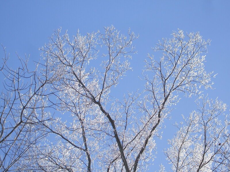 frost-covered branches against blue sky