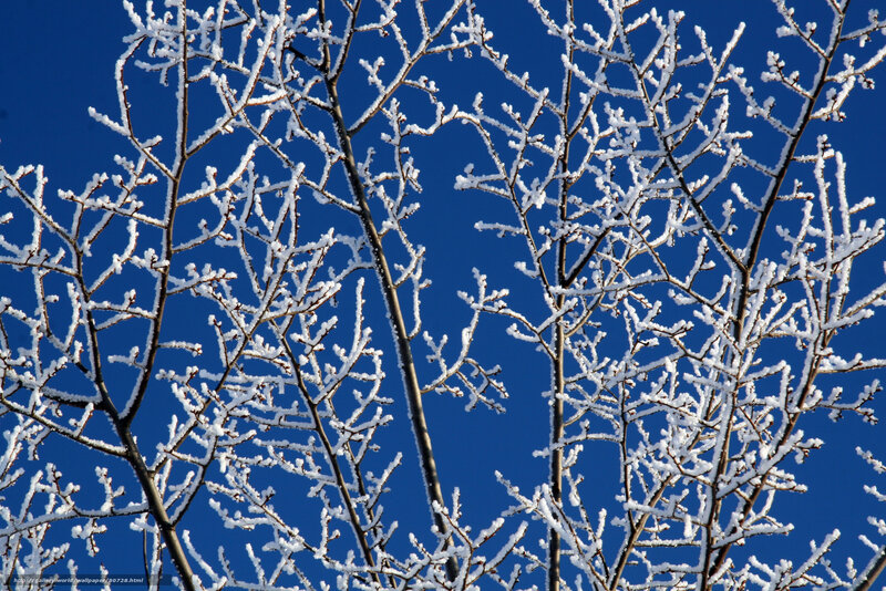 Frost-covered branches against blue sky