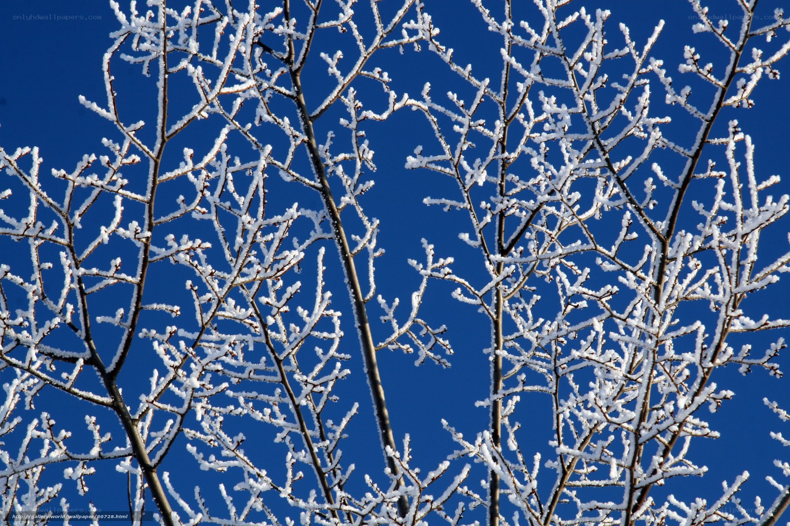 Frost-covered branches against blue sky