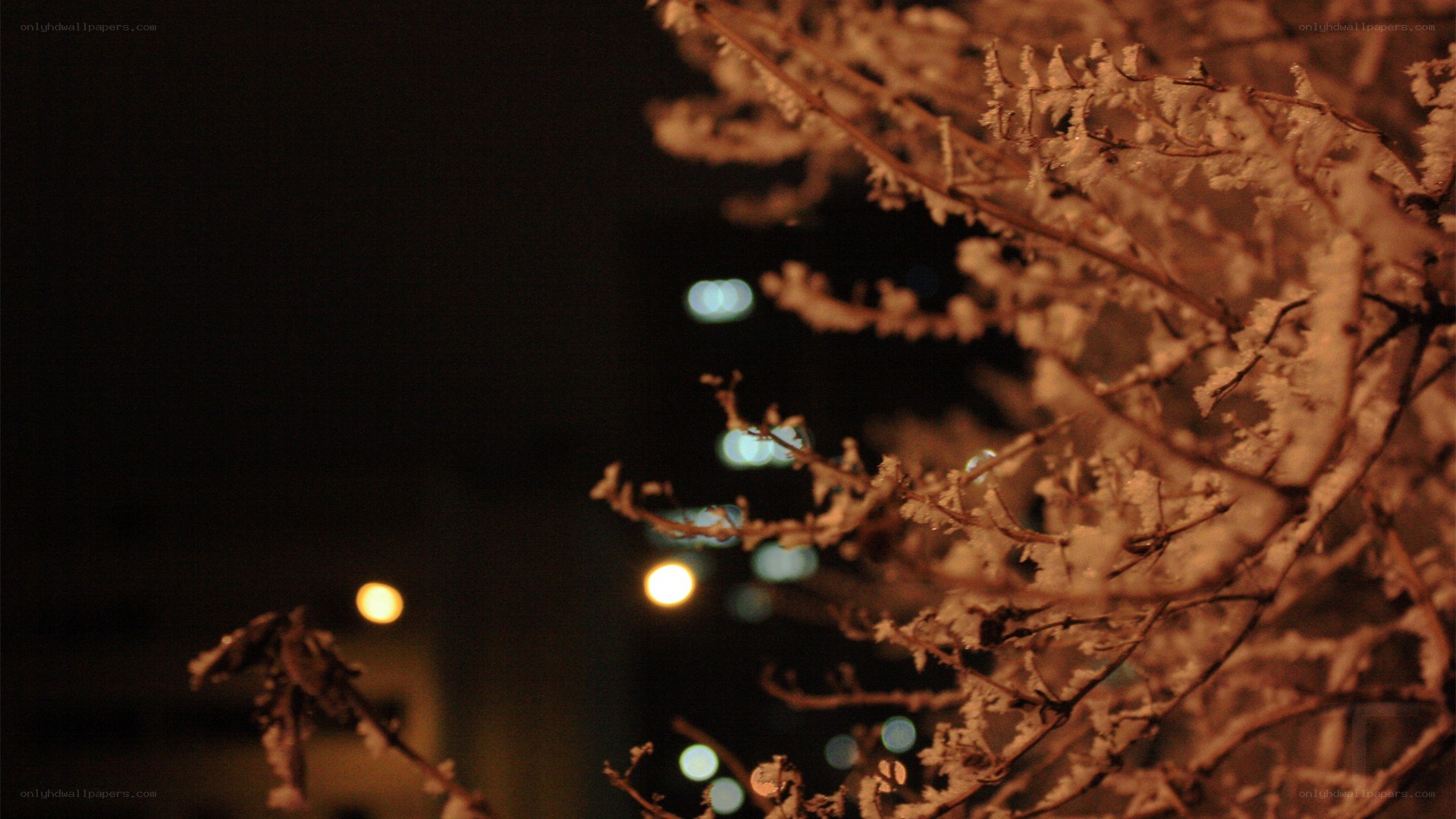 frost-covered branches at night