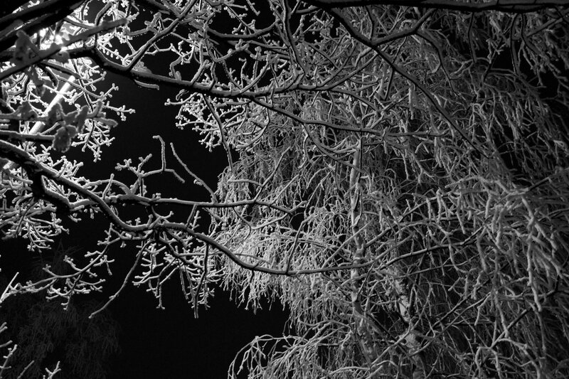 frost-covered branches at night
