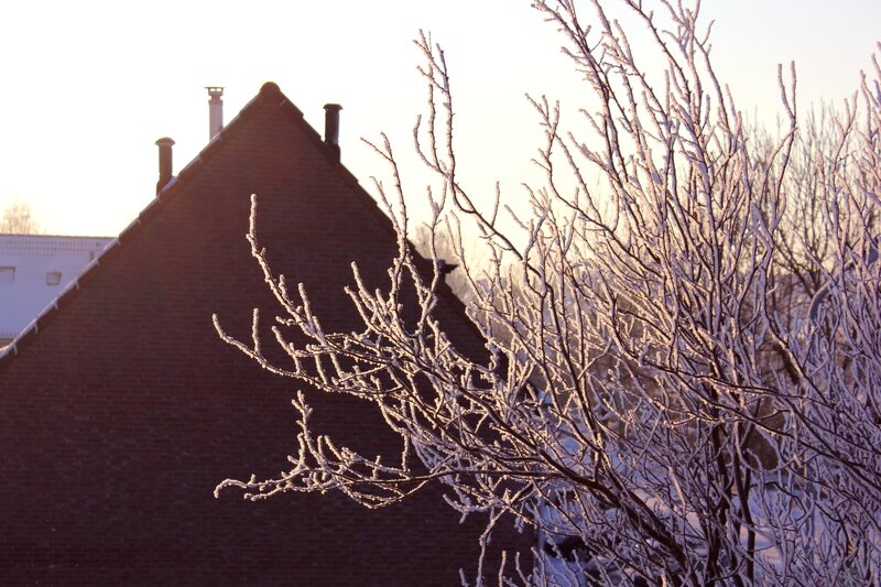 Frost-covered branches at sunrise
