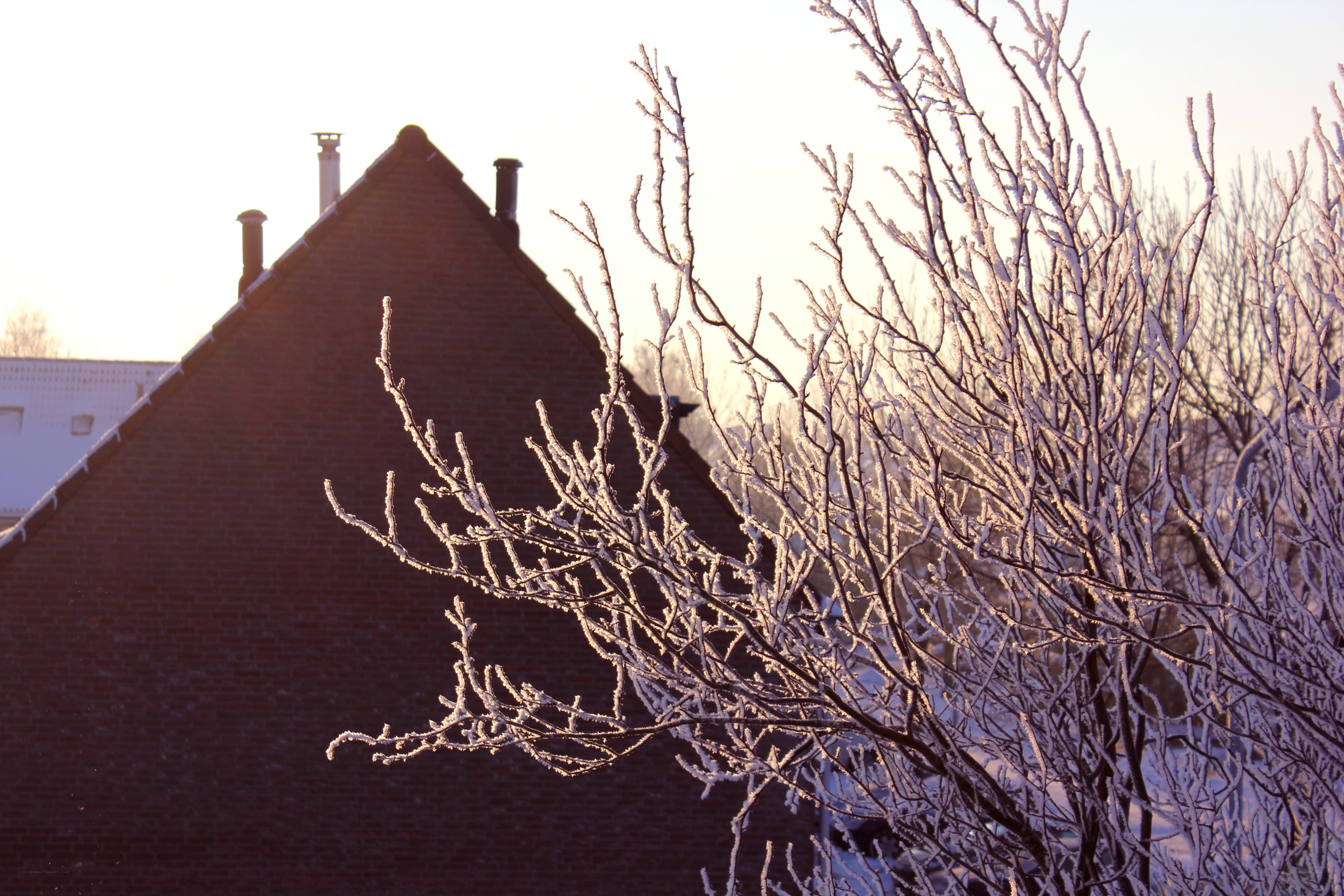 Frost-covered branches at sunrise