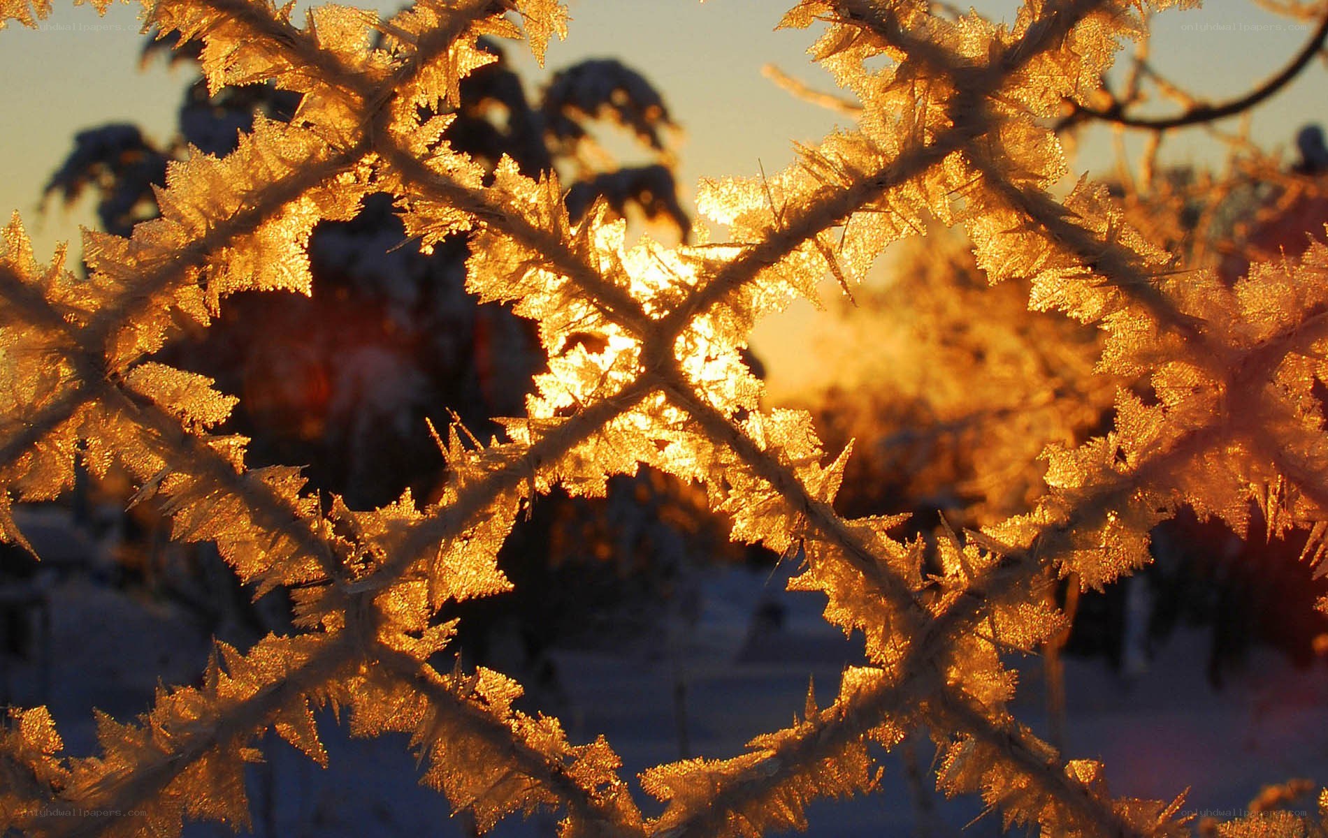 Frost-covered branches at sunrise