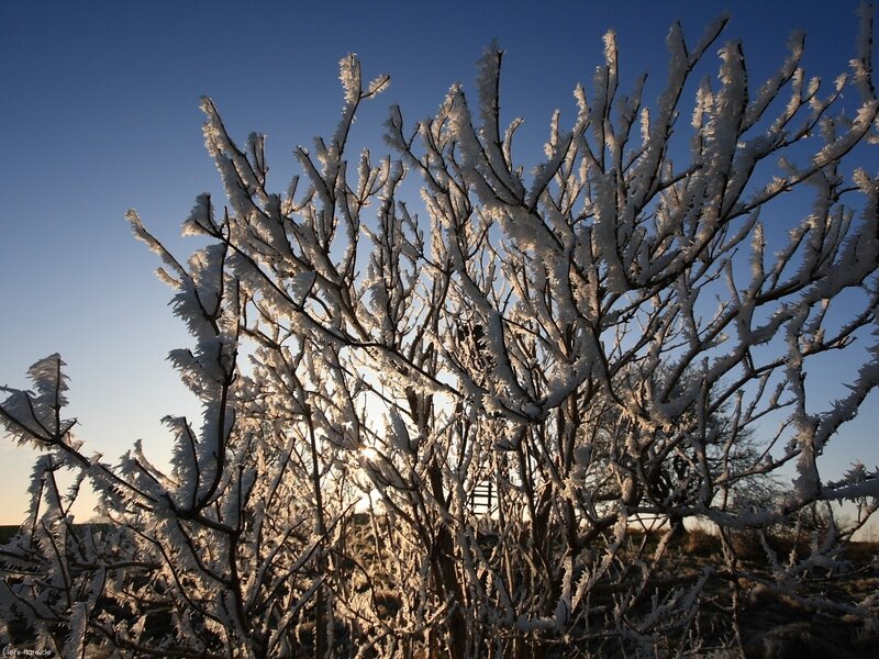 Frost-covered branches at sunrise