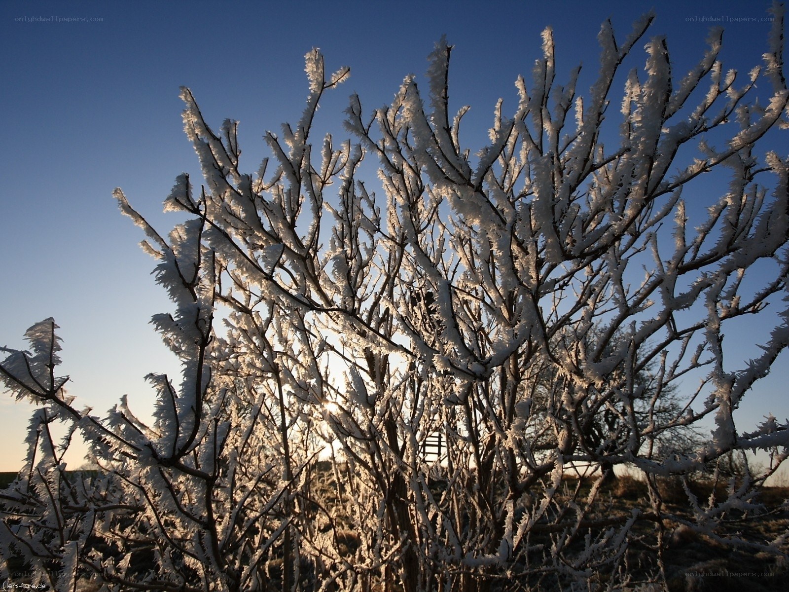 Frost-covered branches at sunrise
