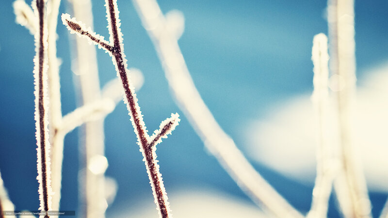 Frost-covered Branches — Blue, Calm, Winter