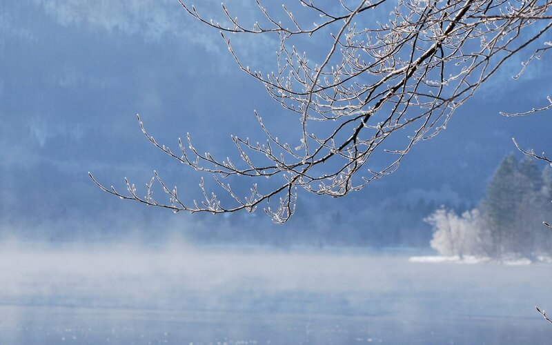 Frost-covered Branches — Blue, Cold