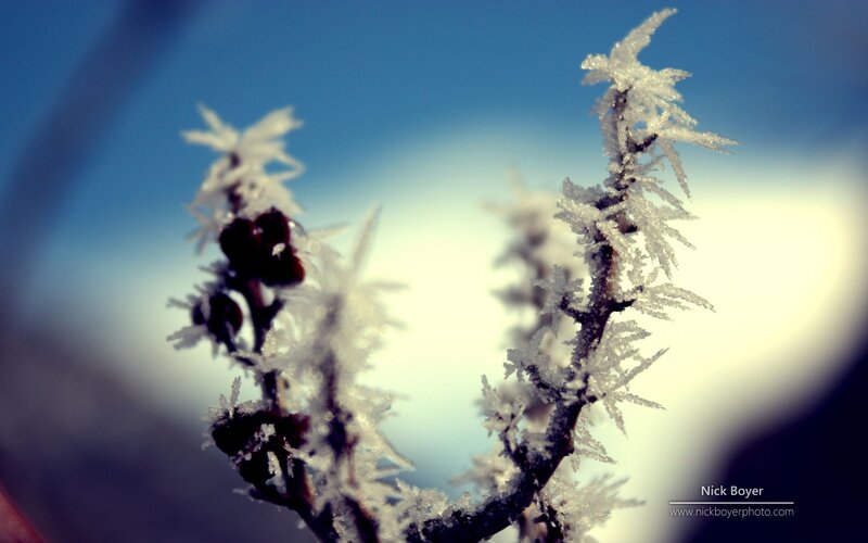 Frost-covered Branches — Blue, Cold, Winter, Photograph, Berries
