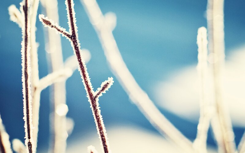 Frost-covered Branches — Blue, Cold, Winter, Photograph, Frost