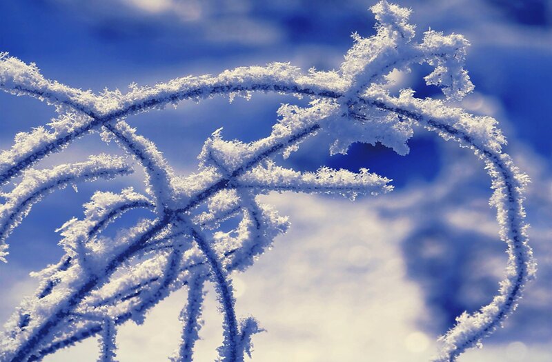Frost-covered Branches — Blue, Cold, Winter, Photograph, Sky