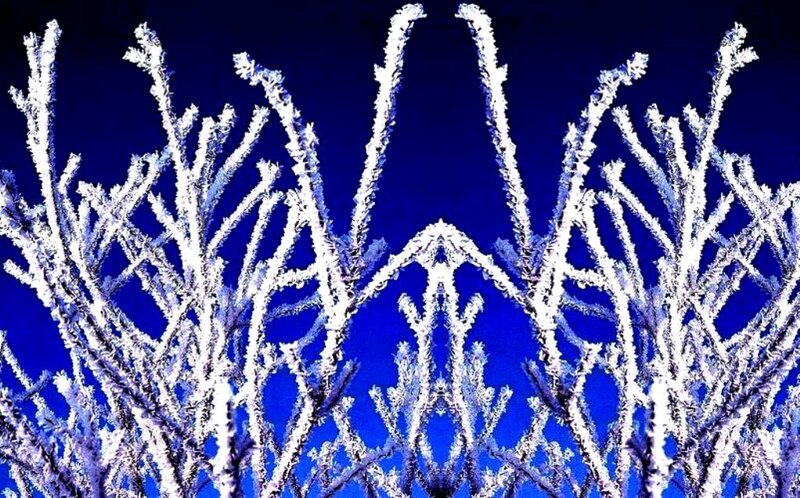 Frost-covered Branches — Blue, Cold, Winter, Photograph