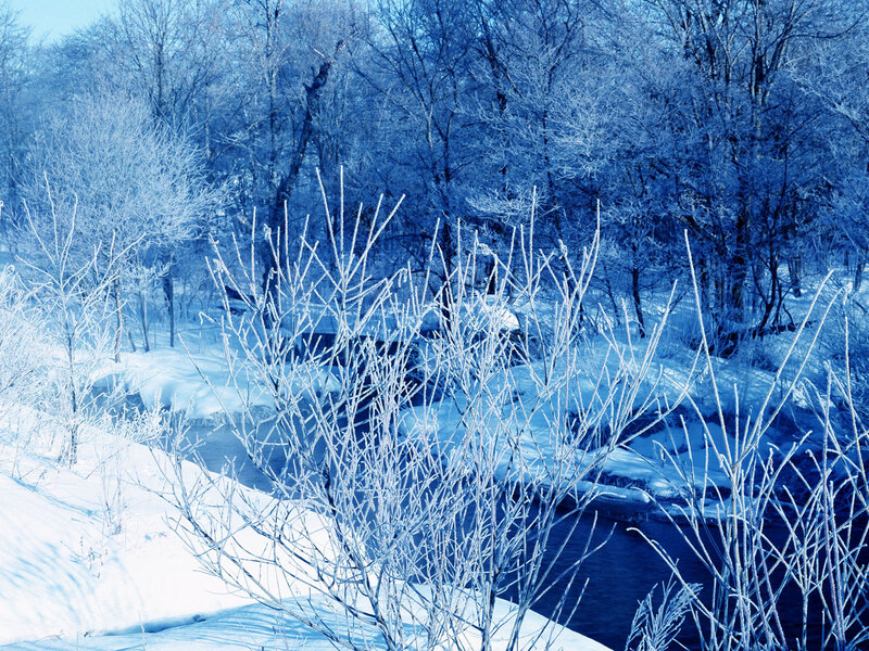 Frost-covered Branches — Blue, Cold, Winter