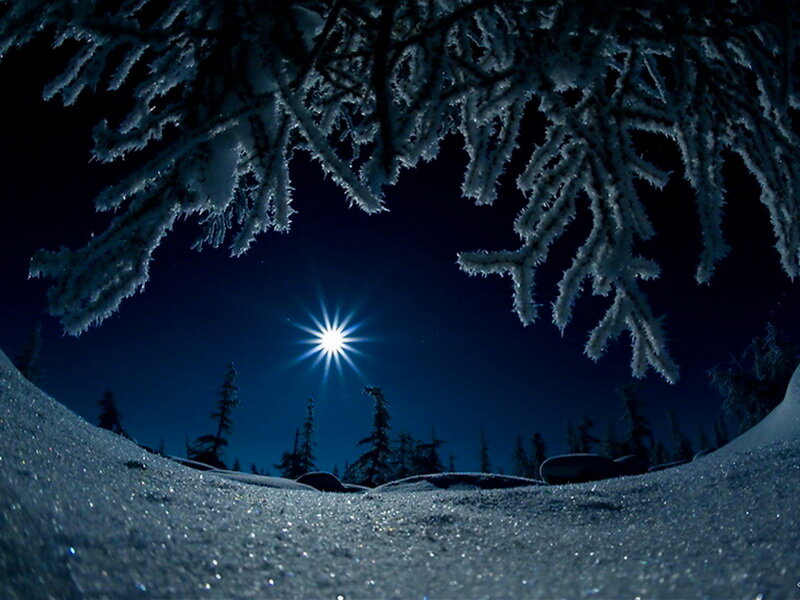 Frost-covered Branches — Blue, Serene