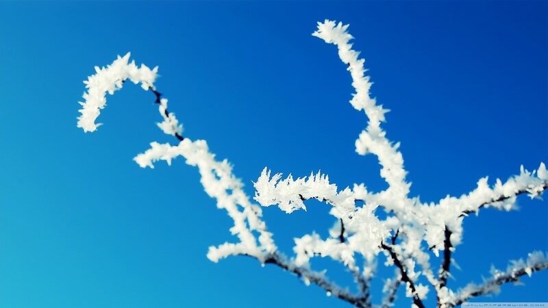 Frost-covered Branches — Blue, Serene, Winter, Photograph, Sky