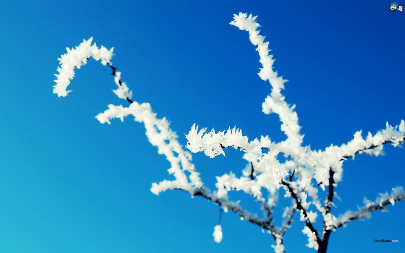 Frost-covered Branches — Blue, Serene, Winter, Photograph