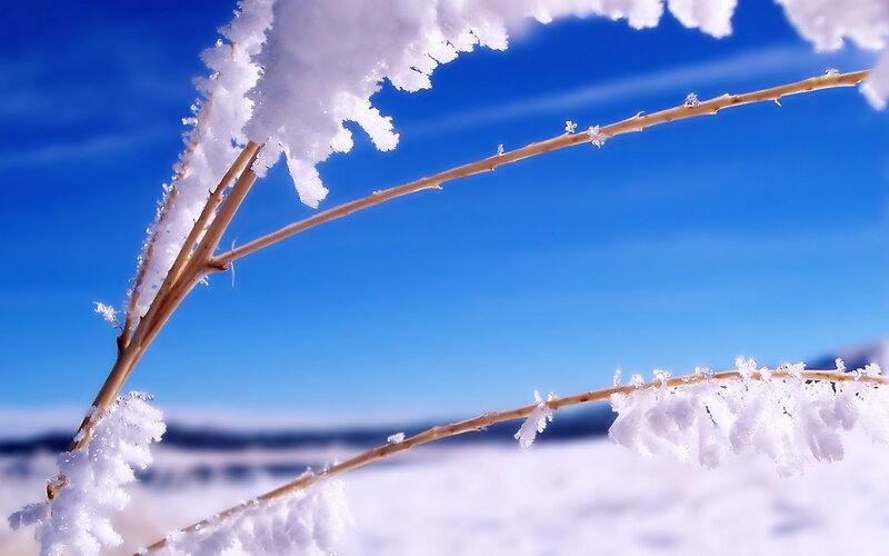 Frost-covered Branches — Blue, Serene, Winter
