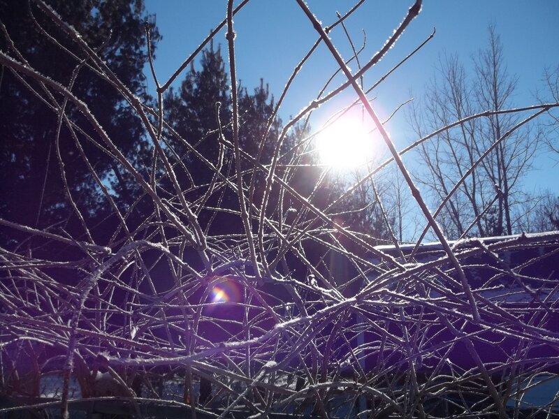 Frost-covered Branches — Blue