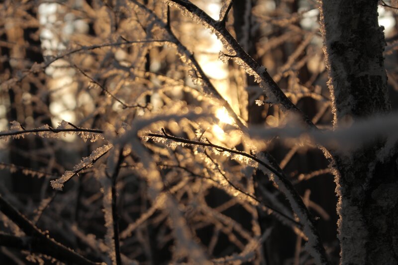 Frost-covered Branches — Brown, Serene