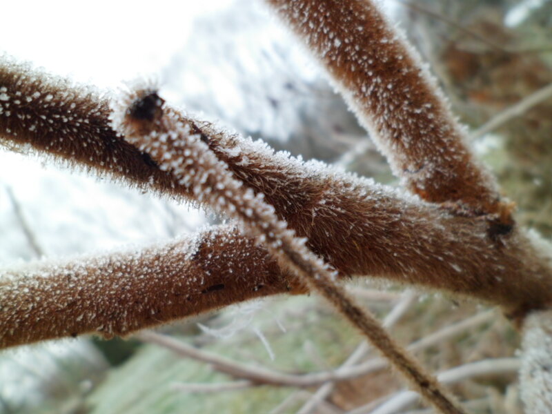 Frost-covered Branches — Brown