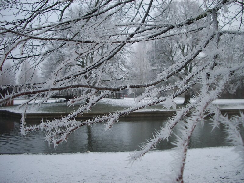 frost-covered branches by a pond
