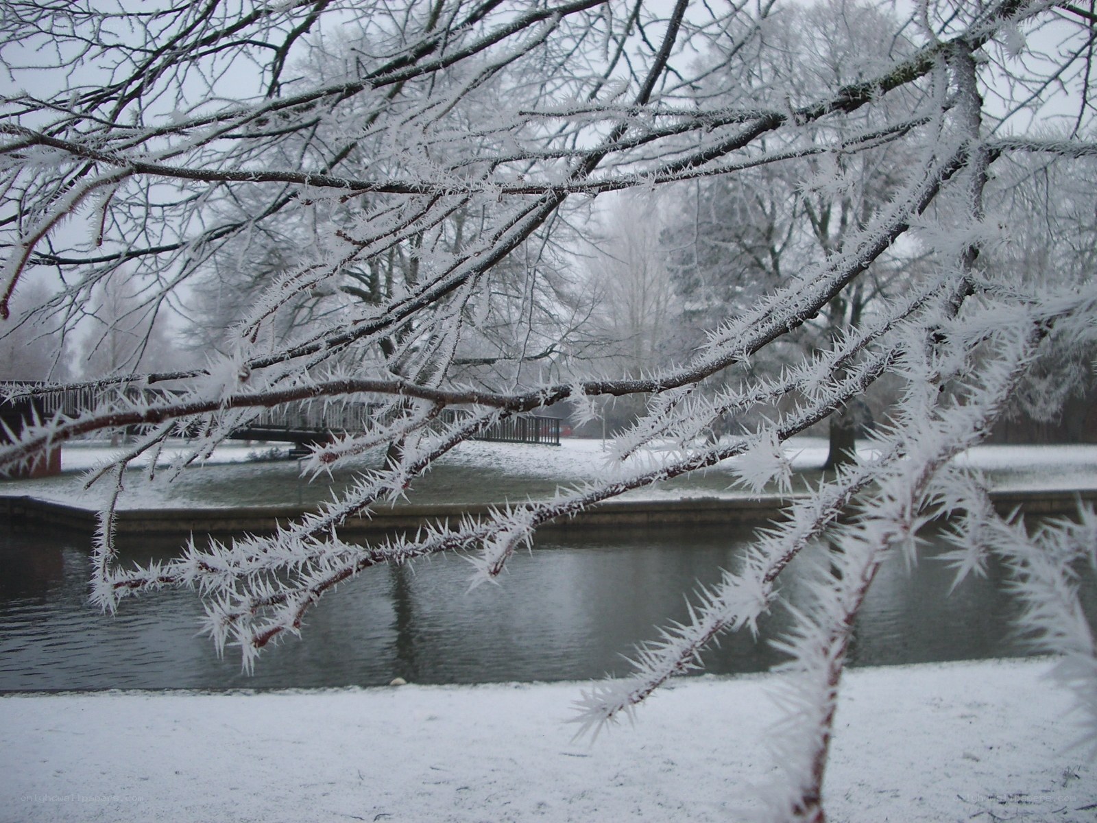 frost-covered branches by a pond