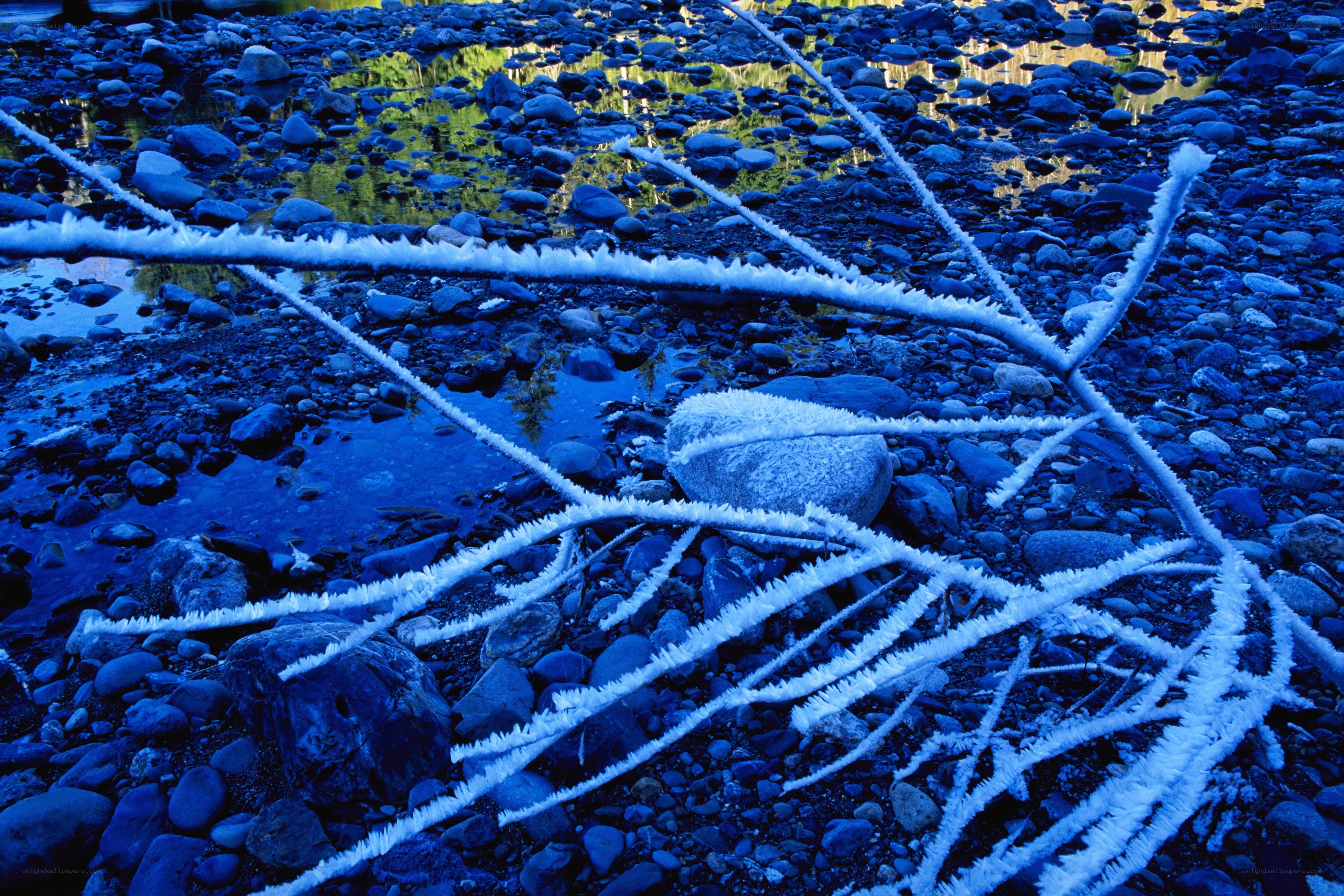 Frost-covered branches by a river