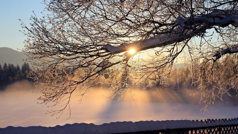 Frost-covered Branches — Gold