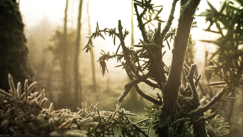 Frost-covered Branches — Green