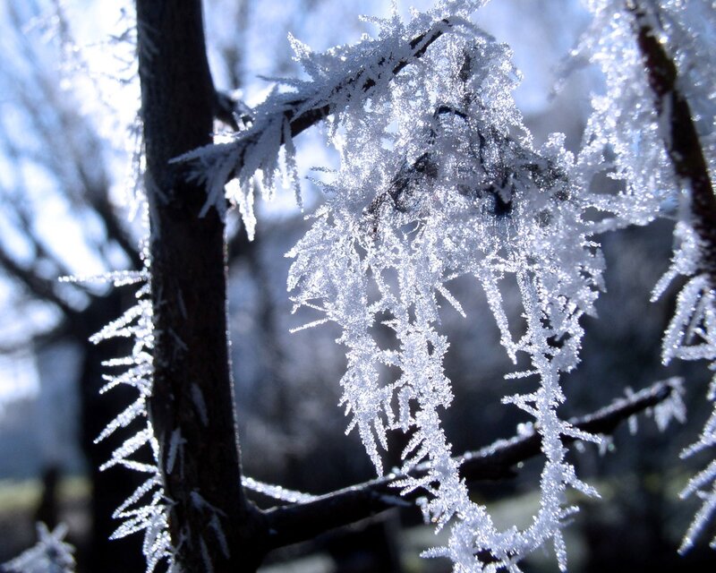 Frost-covered branches in sunlight
