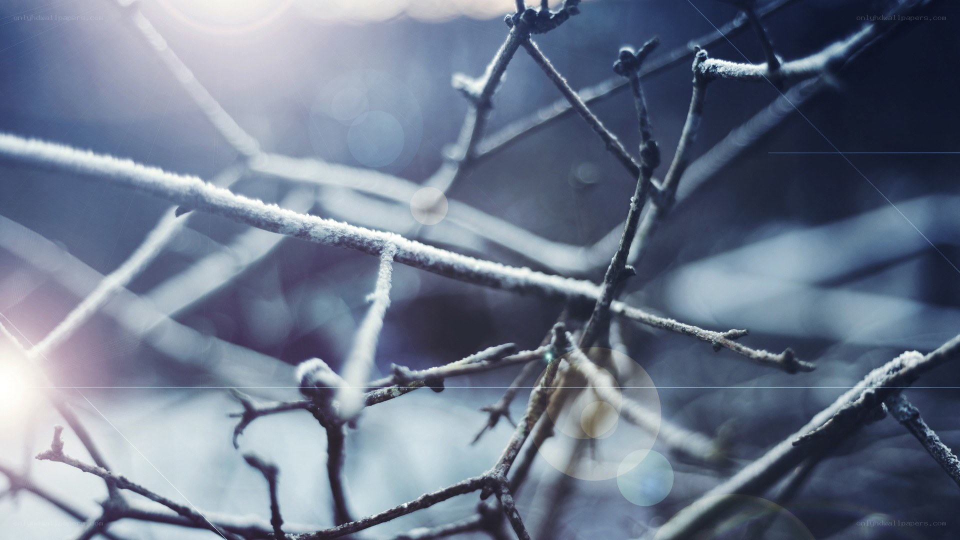 frost-covered branches in sunlight