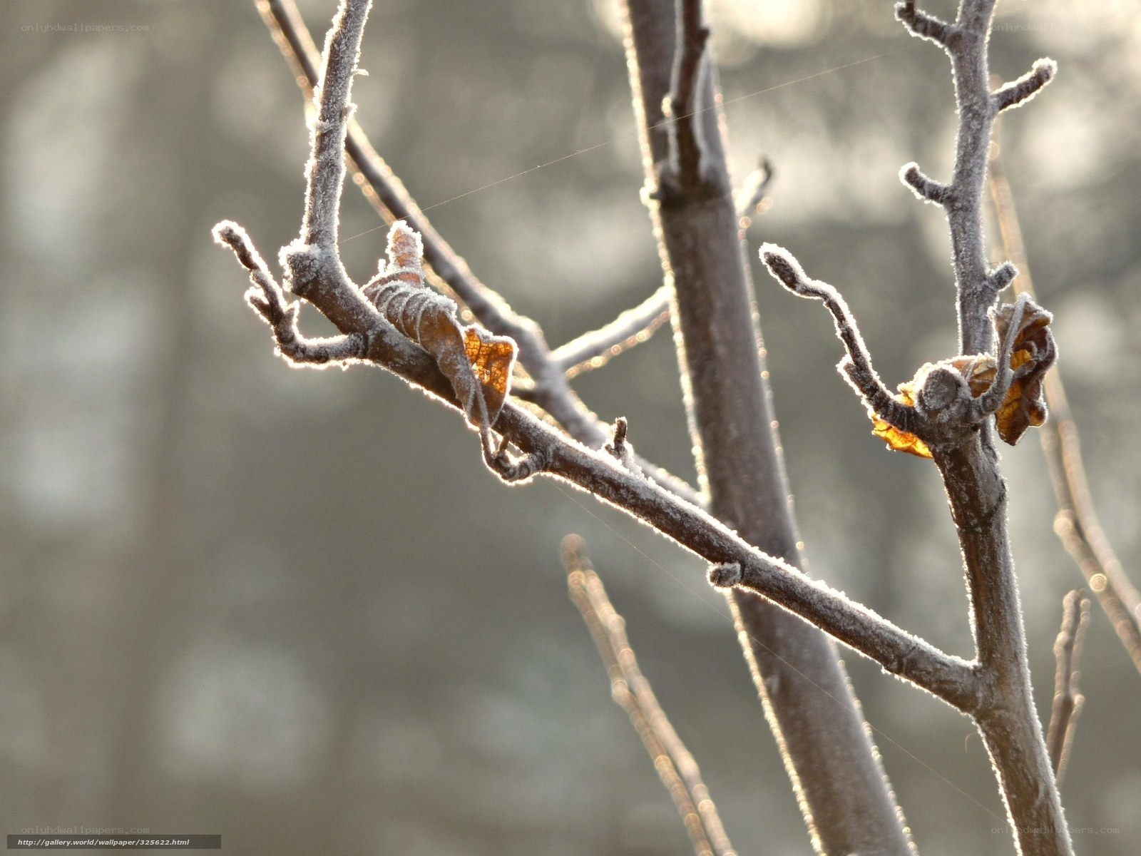 Frost-covered branches in sunlight