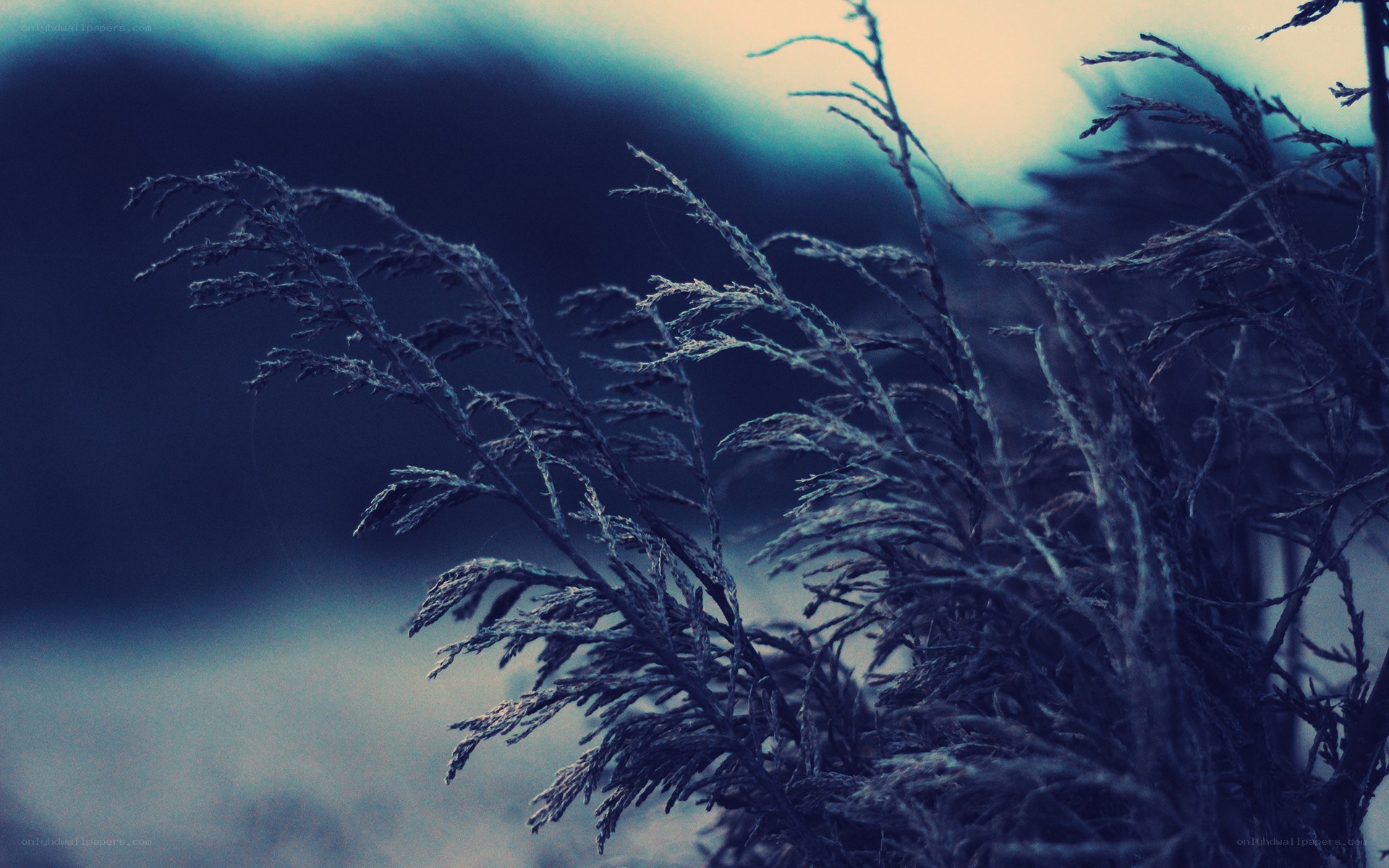 Frost-covered branches in twilight