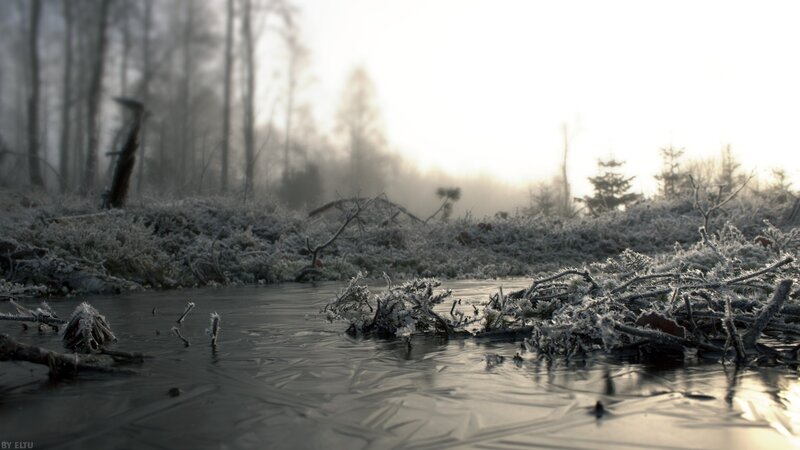 Frost-covered Branches in Water