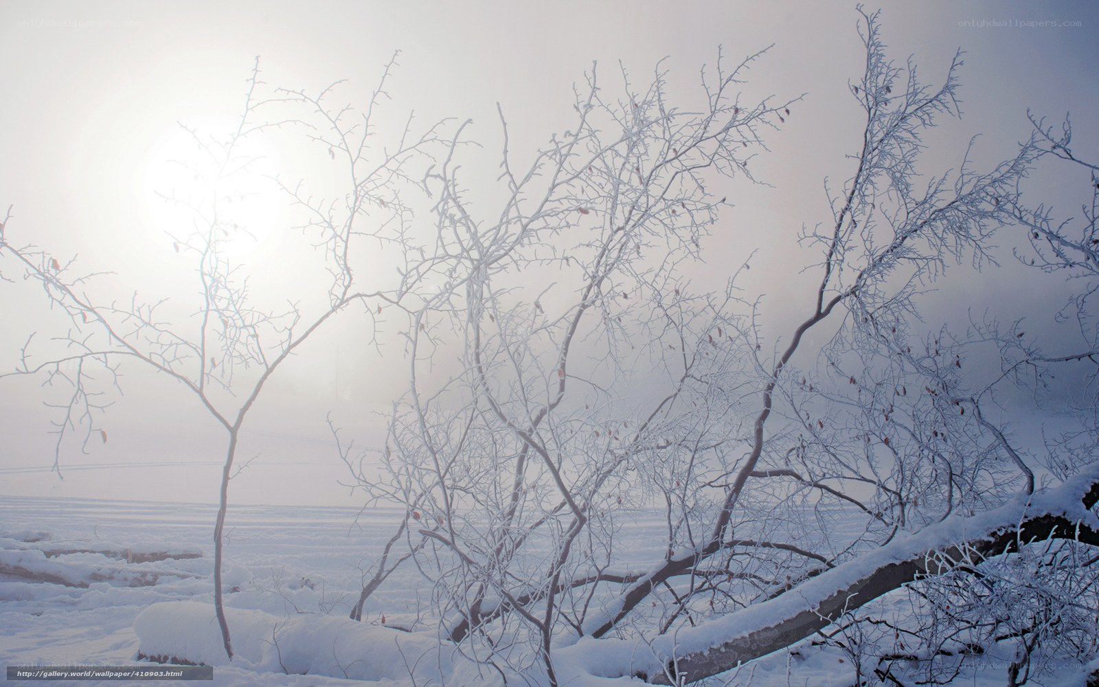 frost-covered branches in winter