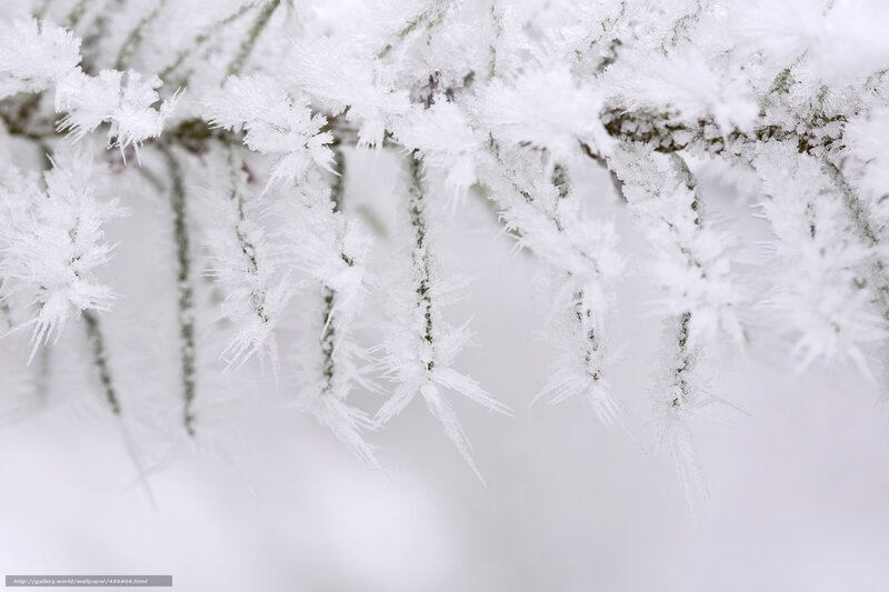 Frost-covered branches in winter