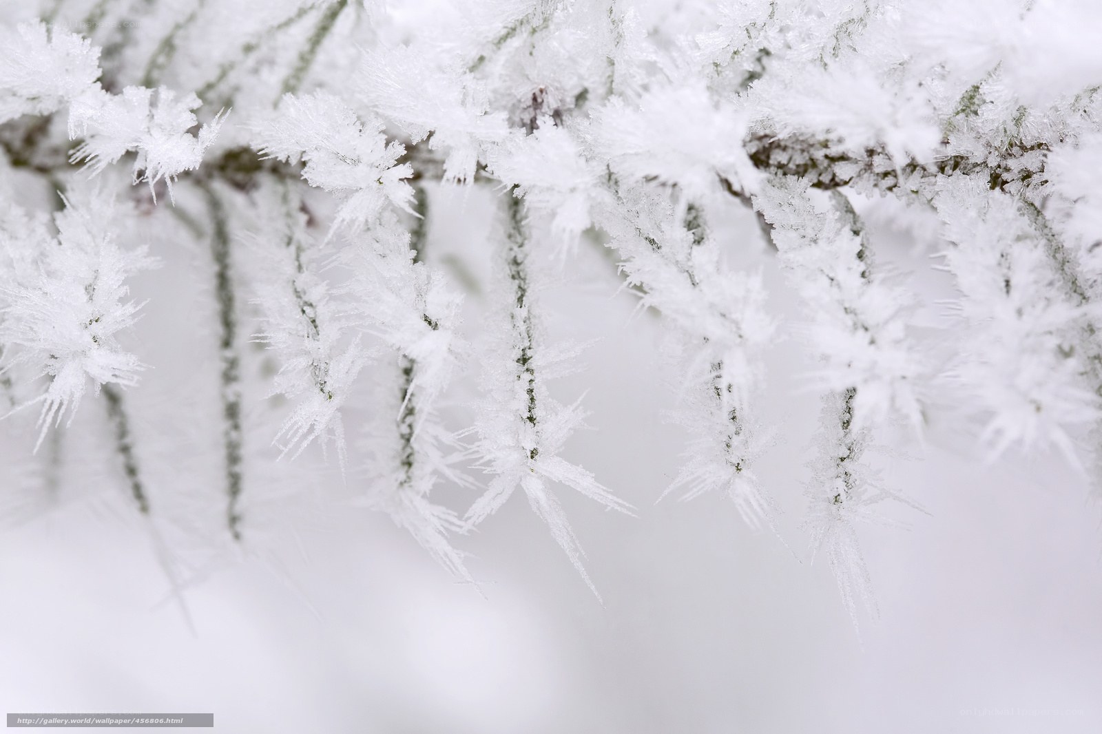 Frost-covered branches in winter
