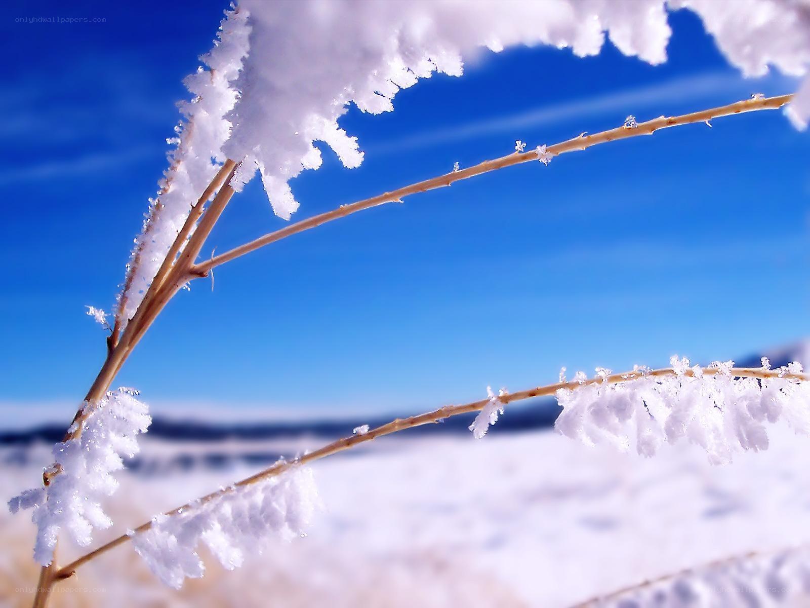 Frost-covered branches in winter