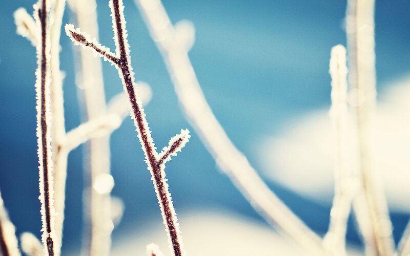 Frost-covered branches in winter