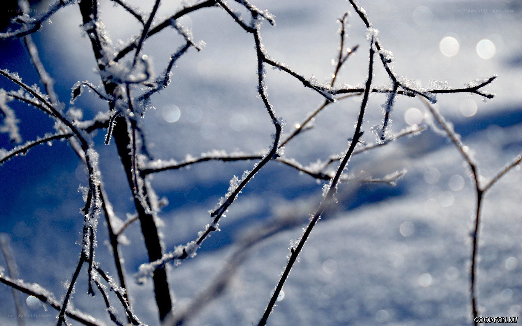 frost-covered branches in winter