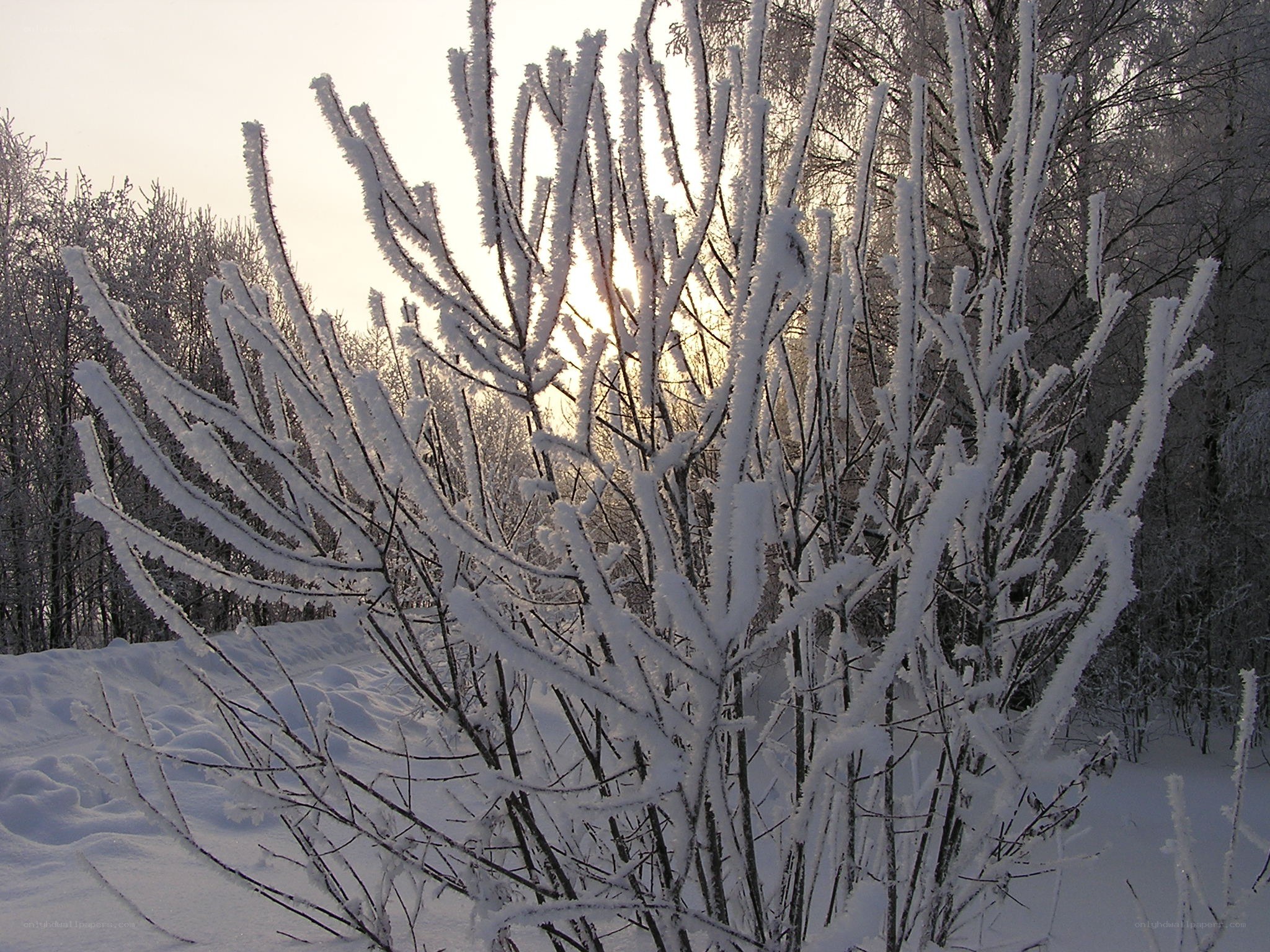 Frost-covered branches in winter