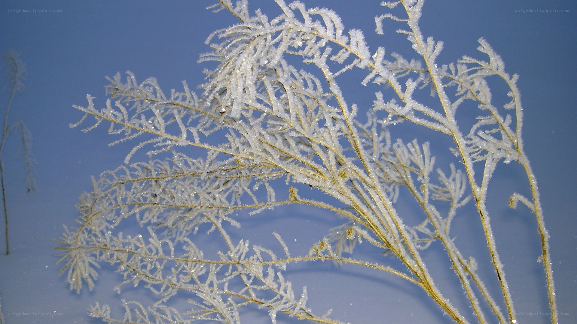Frost-covered branches in winter