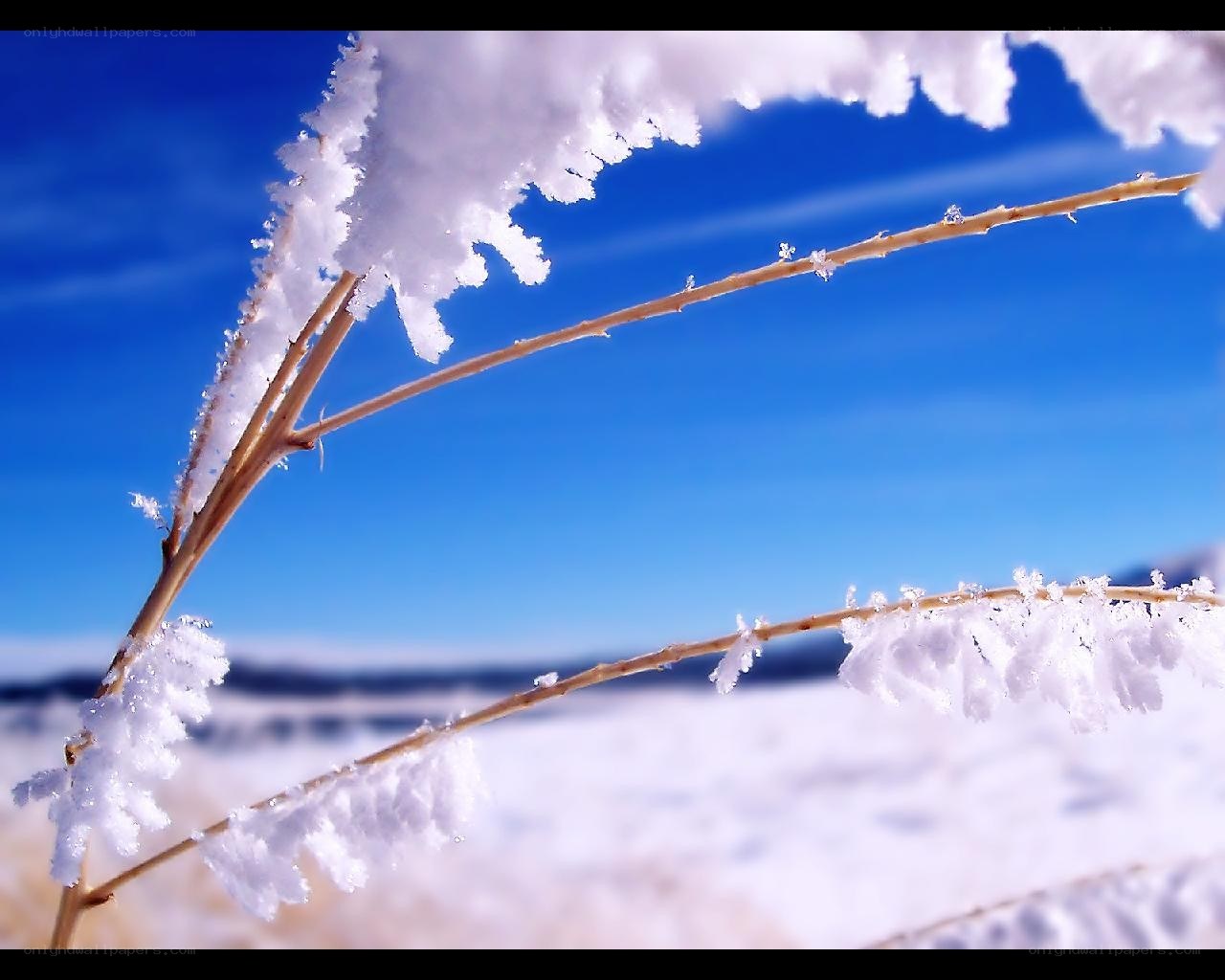 Frost-covered branches in winter