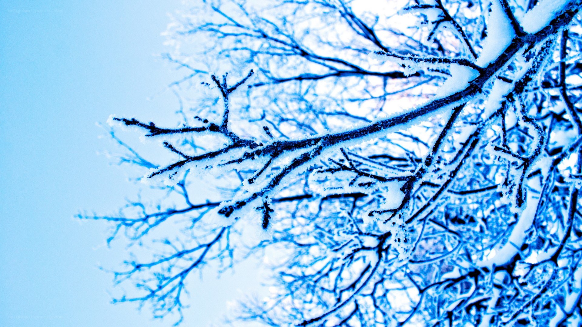 frost-covered branches in winter